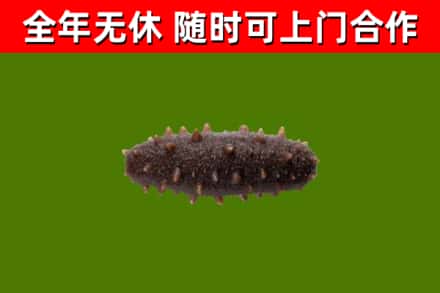 庆云烟酒回收干海参.jpg